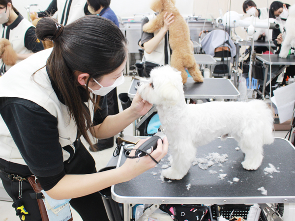 お客様の愛犬をトリミング♪